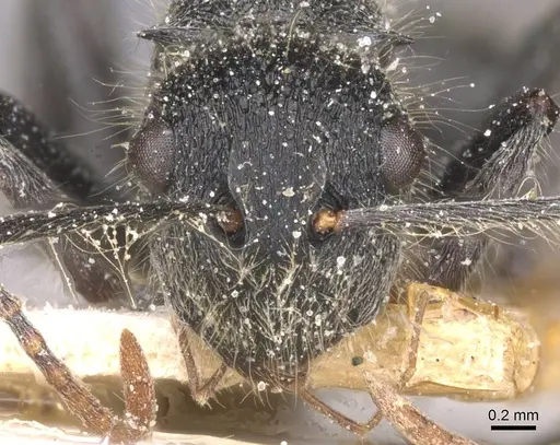 Polyrhachis lanuginosa specimen CASENT0912125 image casent0912125_2