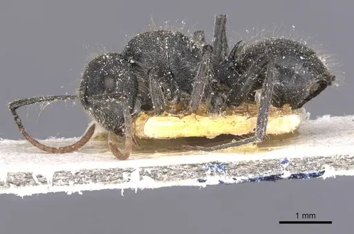 Polyrhachis lanuginosa specimen CASENT0912125 image casent0912125_3