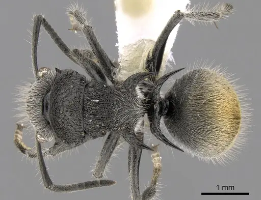 Polyrhachis lata specimen CASENT0281359 image casent0281359_1