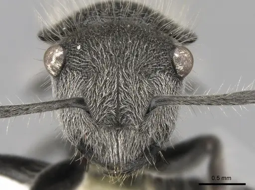 Polyrhachis lata specimen CASENT0281359 image casent0281359_2