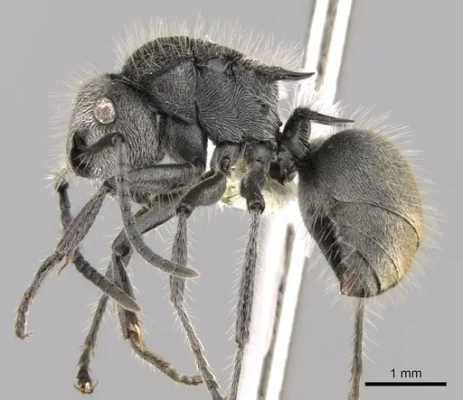 Polyrhachis lata specimen CASENT0281359 image casent0281359_3