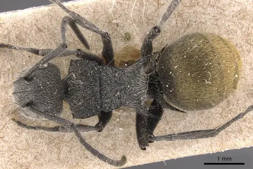 Polyrhachis lata specimen CASENT0905580 image casent0905580_1