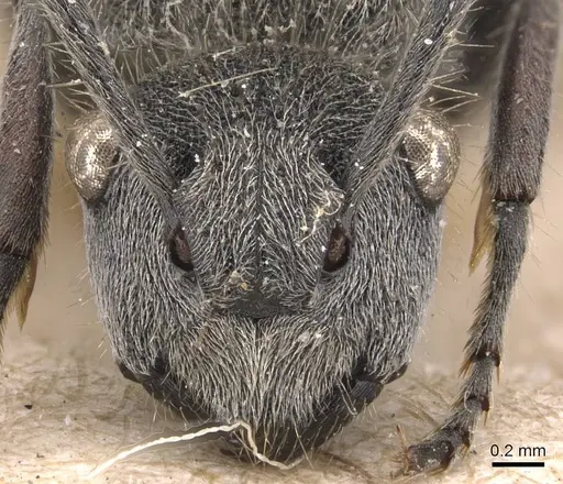 Polyrhachis lata specimen CASENT0905580 image casent0905580_2