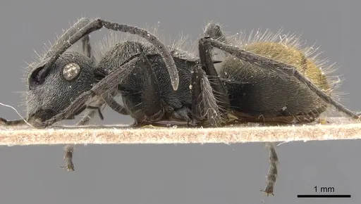 Polyrhachis lata specimen CASENT0905580 image casent0905580_3