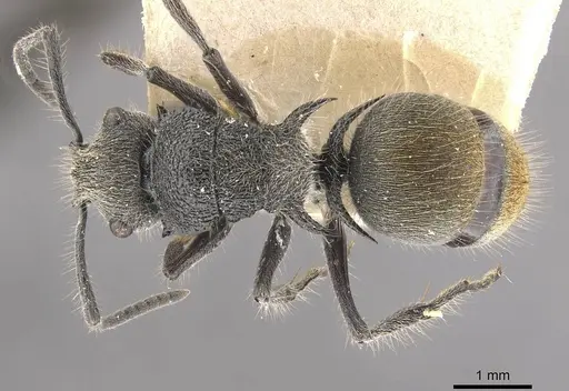 Polyrhachis lata specimen CASENT0910823 image casent0910823_1