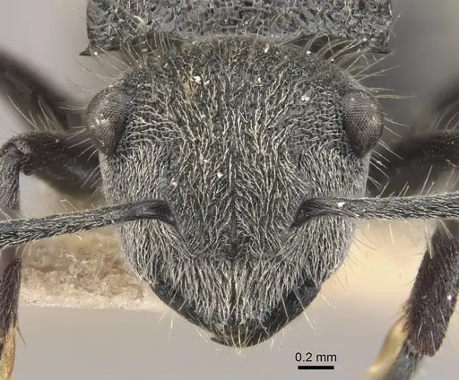 Polyrhachis lata specimen CASENT0910823 image casent0910823_2