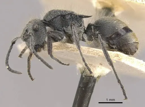 Polyrhachis lata specimen CASENT0910823 image casent0910823_3