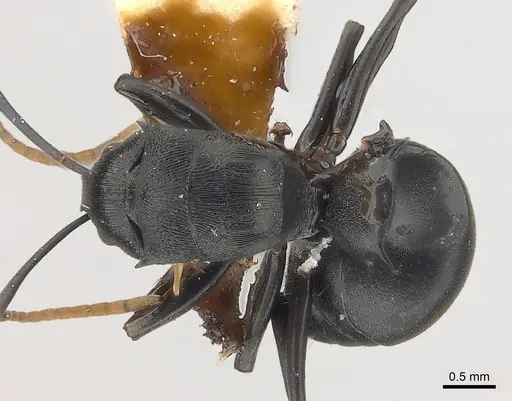 Polyrhachis latharis specimen CASENT0227532 image casent0227532_1