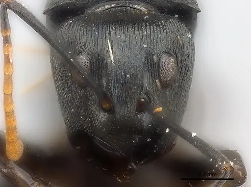 Polyrhachis latharis specimen CASENT0227532 image casent0227532_2