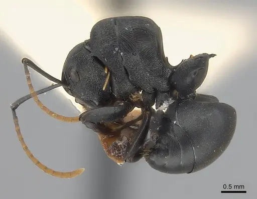 Polyrhachis latharis specimen CASENT0227532 image casent0227532_3