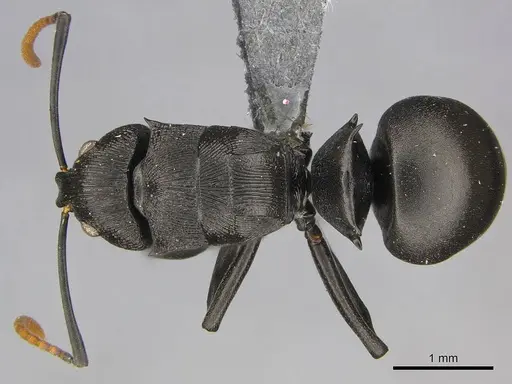 Polyrhachis latharis specimen CASENT0250035 image casent0250035_1