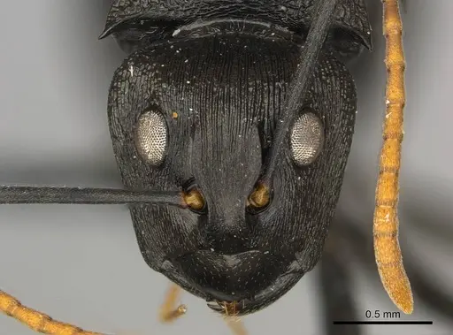 Polyrhachis latharis specimen CASENT0250035 image casent0250035_2
