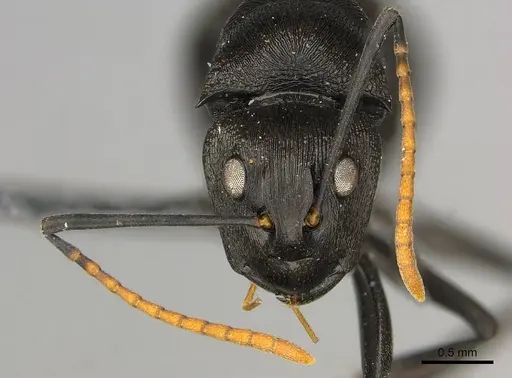 Polyrhachis latharis specimen CASENT0250035 image casent0250035_3
