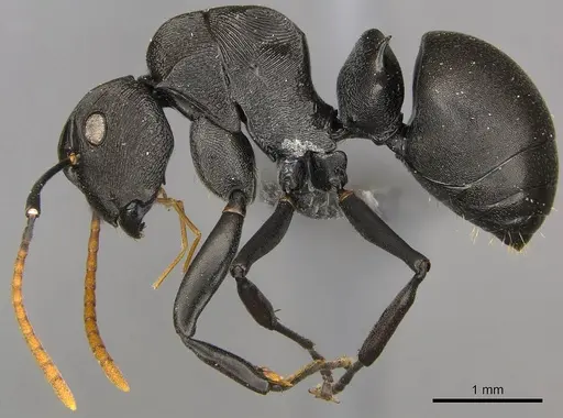 Polyrhachis latharis specimen CASENT0250035 image casent0250035_4