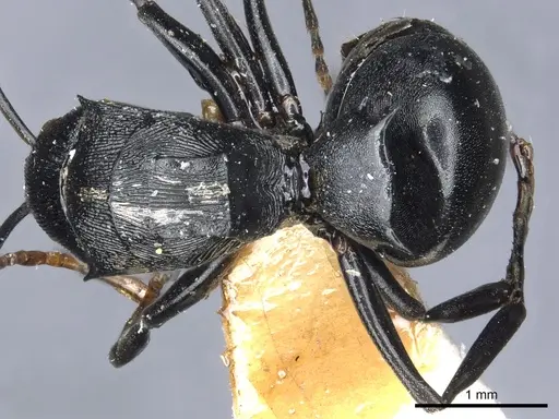 Polyrhachis latharis specimen CASENT0903460 image casent0903460_1