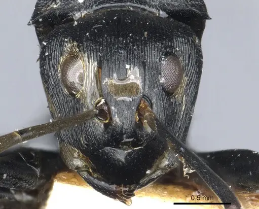 Polyrhachis latharis specimen CASENT0903460 image casent0903460_2