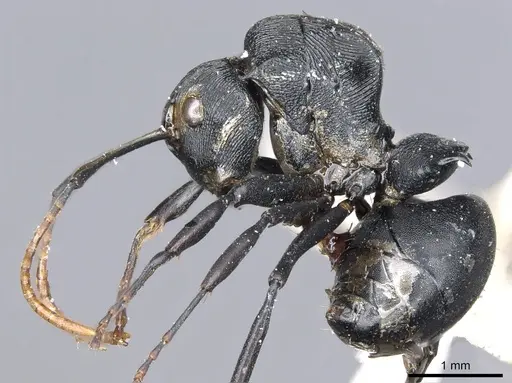 Polyrhachis latharis specimen CASENT0903460 image casent0903460_3