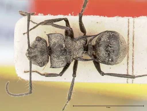 Polyrhachis latinota specimen FOCOL0442 image focol0442_1