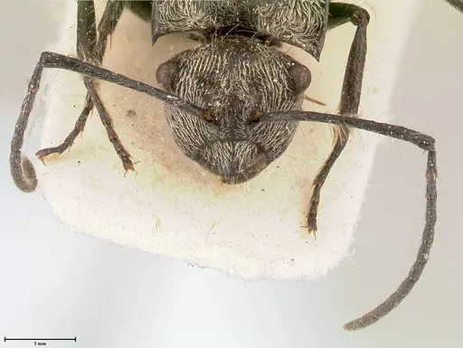 Polyrhachis latinota specimen FOCOL0442 image focol0442_2