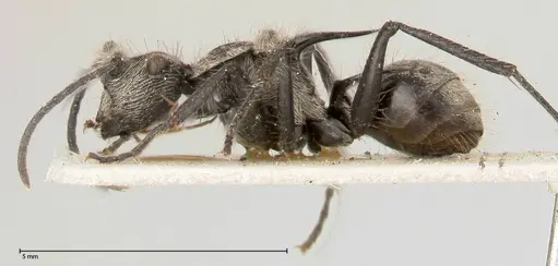 Polyrhachis latinota specimen FOCOL0442 image focol0442_3