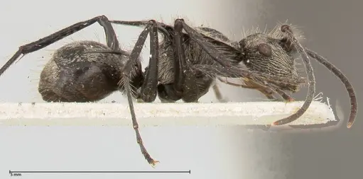 Polyrhachis latinota specimen FOCOL0442 image focol0442_4