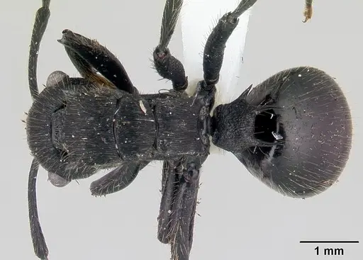 Polyrhachis latispina specimen CASENT0178251 image casent0178251_1