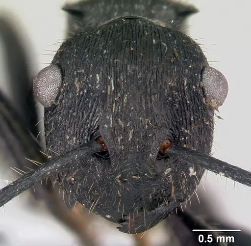 Polyrhachis latispina specimen CASENT0178251 image casent0178251_2