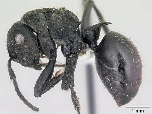 Polyrhachis latispina specimen CASENT0178251 image casent0178251_3