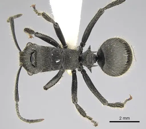Polyrhachis latispina specimen CASENT0227578 image casent0227578_1