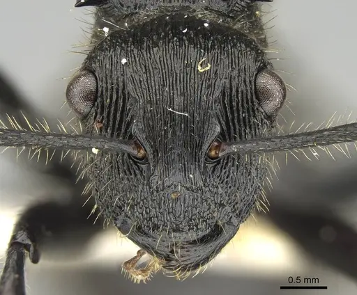Polyrhachis latispina specimen CASENT0227578 image casent0227578_2