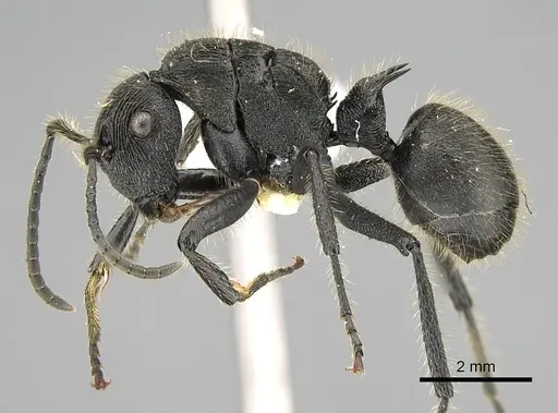 Polyrhachis latispina specimen CASENT0227578 image casent0227578_3
