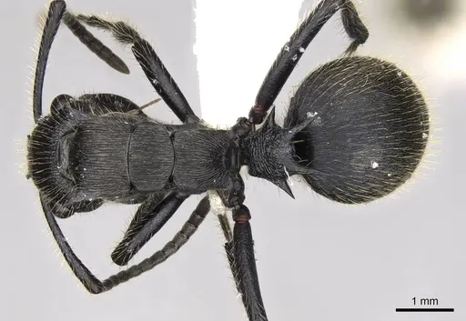 Polyrhachis latispina specimen CASENT0281448 image casent0281448_1