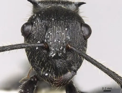 Polyrhachis latispina specimen CASENT0281448 image casent0281448_2