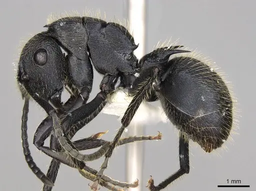 Polyrhachis latispina specimen CASENT0281448 image casent0281448_3
