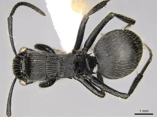 Polyrhachis latispina specimen CASENT0281449 image casent0281449_1