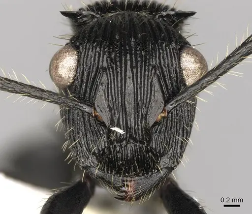 Polyrhachis latispina specimen CASENT0281449 image casent0281449_2