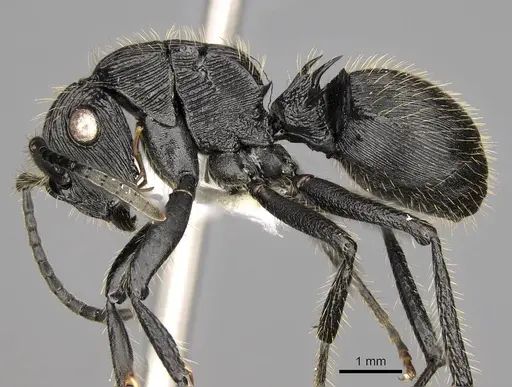 Polyrhachis latispina specimen CASENT0281449 image casent0281449_3