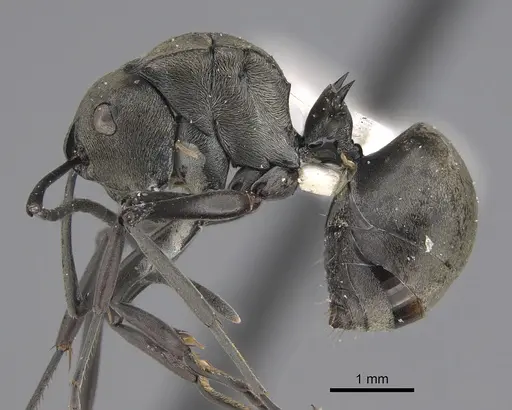 Polyrhachis latona specimen CASENT0227538 image casent0227538_1