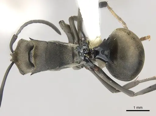 Polyrhachis latona specimen CASENT0227579 image casent0227579_1