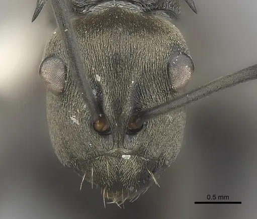 Polyrhachis latona specimen CASENT0227579 image casent0227579_2