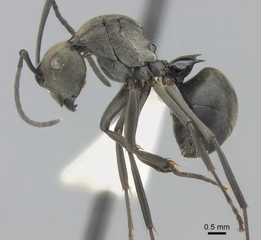 Polyrhachis latona specimen CASENT0227579 image casent0227579_3