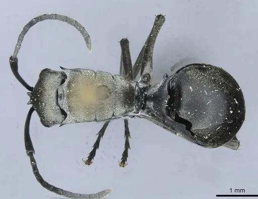 Polyrhachis latona specimen CASENT0910920 image casent0910920_1