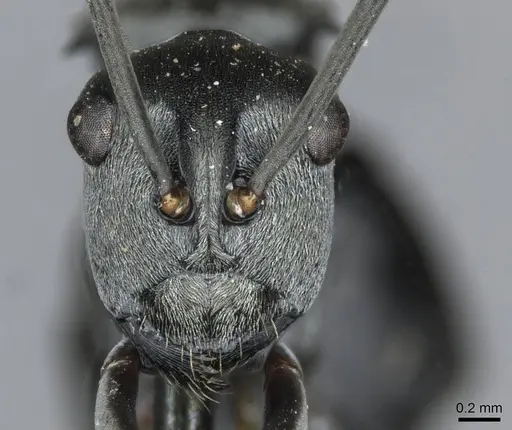 Polyrhachis latona specimen CASENT0910920 image casent0910920_2