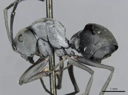Polyrhachis latona specimen CASENT0910920 image casent0910920_3