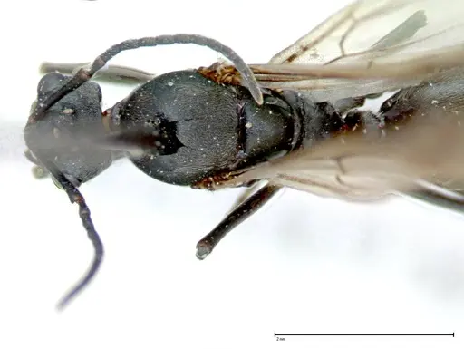 Polyrhachis latona specimen FOCOL0093 image focol0093_1