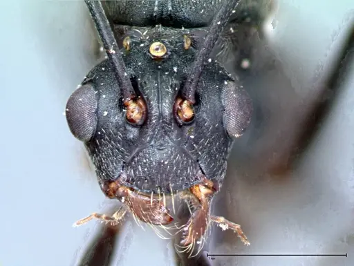 Polyrhachis latona specimen FOCOL0093 image focol0093_2