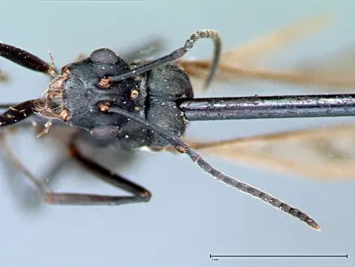 Polyrhachis latona specimen FOCOL0093 image focol0093_3