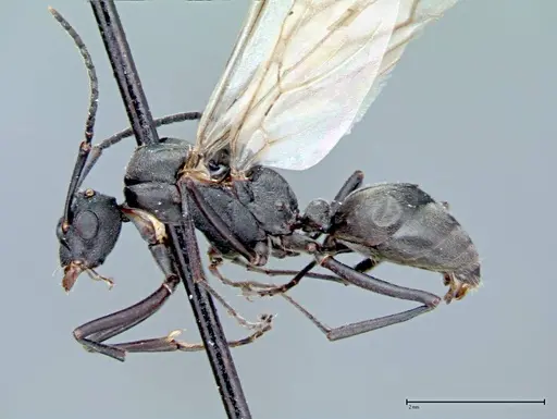 Polyrhachis latona specimen FOCOL0093 image focol0093_4