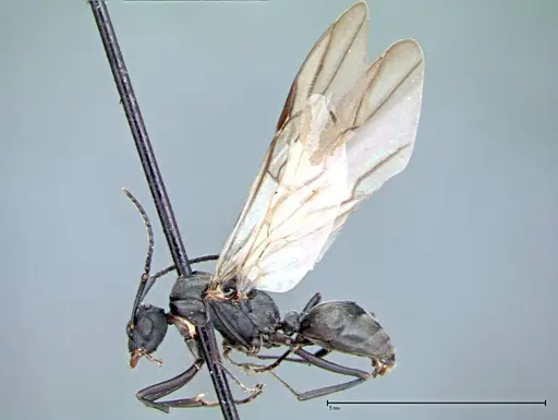 Polyrhachis latona specimen FOCOL0093 image focol0093_5