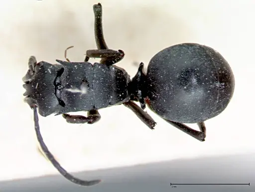 Polyrhachis latona specimen FOCOL0094 image focol0094_1